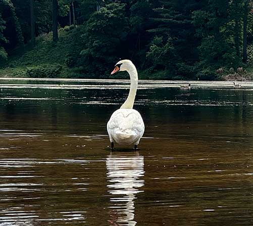 swan on lake